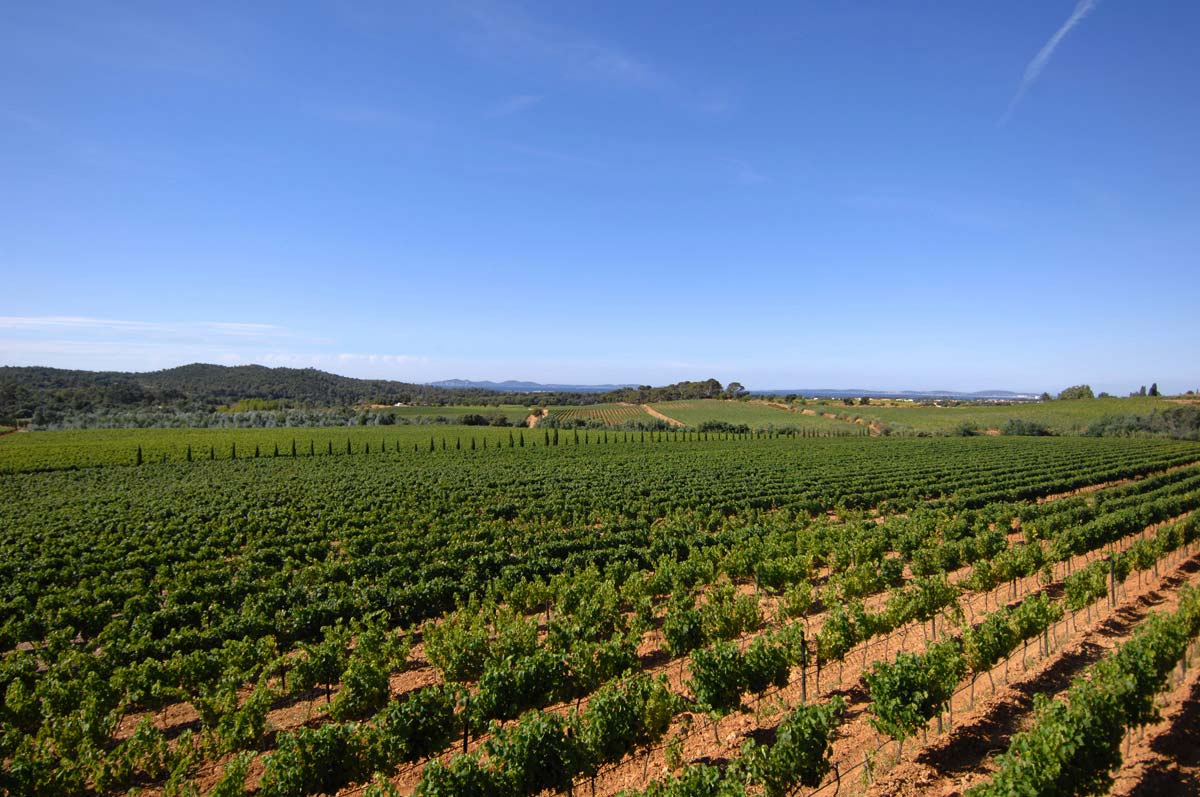 Vignes vue mer